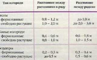 Из чего делают живую изгородь