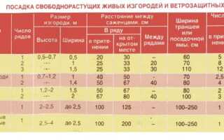 Обустройство вечнозеленой живой изгороди
