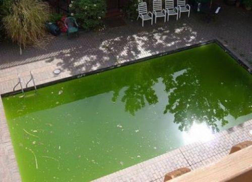 Как избавиться от цветения воды в бассейне?